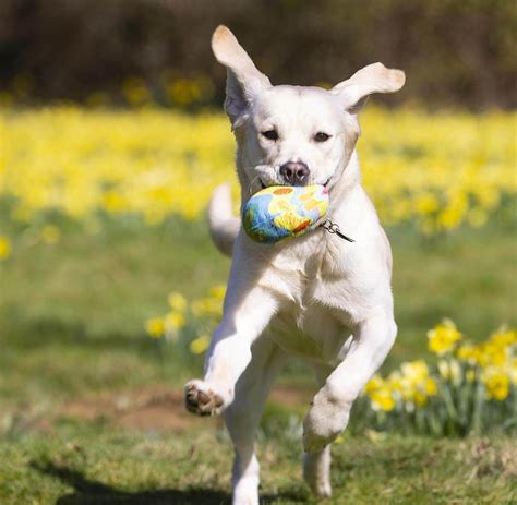 Labrador Retriever H Ufigste Hunderasse In Th Ringen Welt