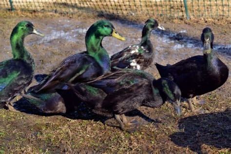 Male Vs Female Ducks Main Differences Bird Helpful