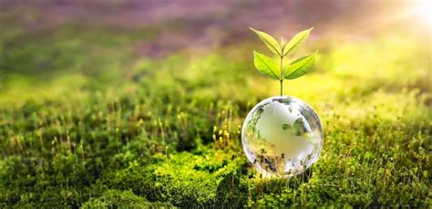 Bola De Globo De Cristal Con Rboles Que Crecen Y La Naturaleza Verde