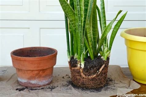 Repotting Snake Plants: The Mix To Use & How To Do It