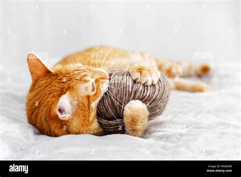 Gato jugando en la cama fotografías e imágenes de alta resolución Alamy