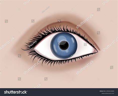 Human Eye Realistic 3d Image Beautiful Stock Vector Royalty Free