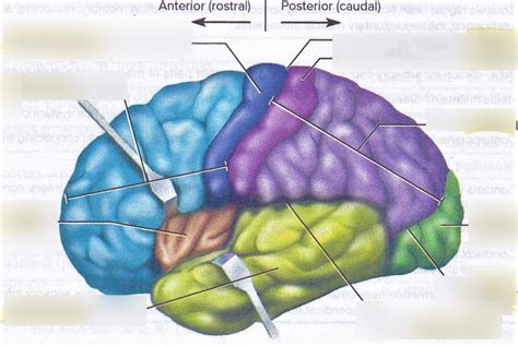 Lobes of the Cerebrum (Figure 30.5) Diagram | Quizlet