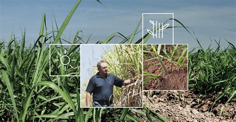 Sugarcane Crop Irrigation A Comprehensive Guide Rivulis