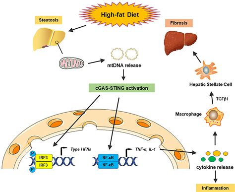 Frontiers The CGAS STING Pathway Novel Perspectives In Liver Diseases