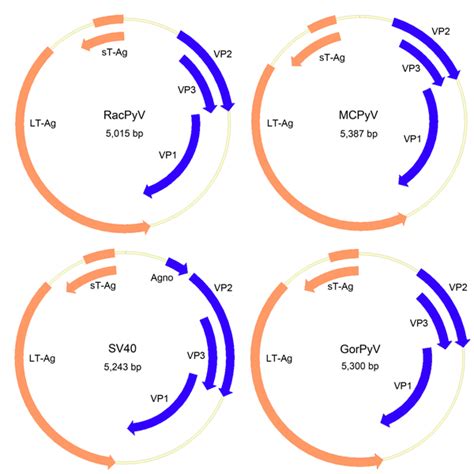 Figure 2 Novel Polyomavirus Associated With Brain Tumors In Free