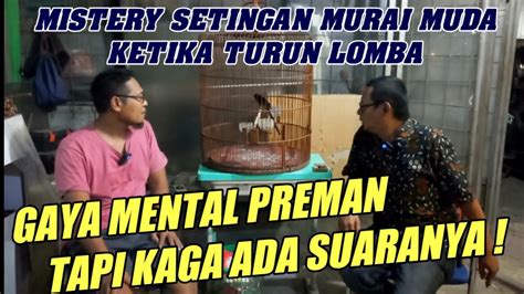 MISTERY MAIN MURAI MUDA SETINGAN RAWATAN MURAI BATU MUDA PROSPEKAN