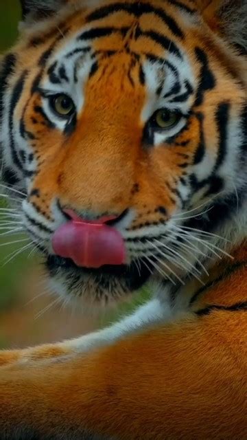 Tiger attack..🐾 - YouTube