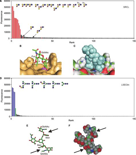 Ligand Binding By The Scavenger Receptor C Type Lectin Srcl And