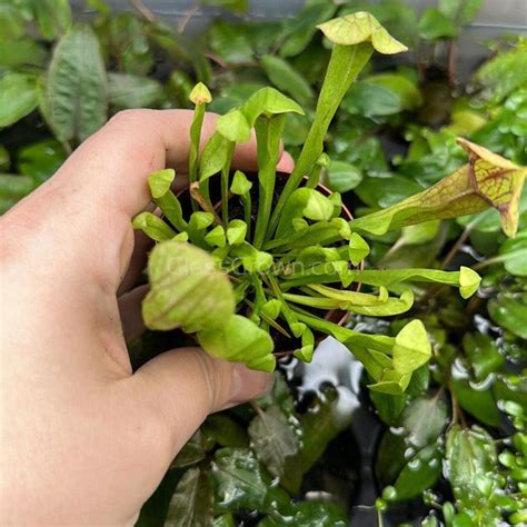 Carnivorous Assortment Terrarium Plants 2 Pots 3 Pack Glass Grown Aquatics