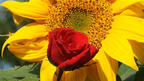 Details 56 Sunflower And Roses Wallpaper Best Incdgdbentre