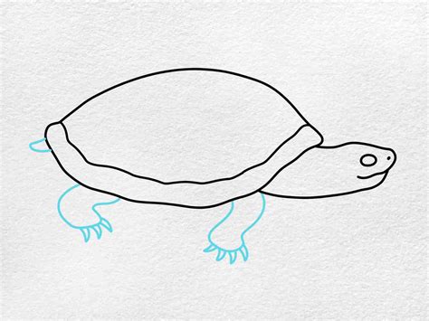 How To Draw A Turtle Step By Step