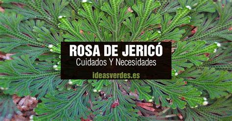 Top Rosa De Jeric Im Genes Destinomexico Mx