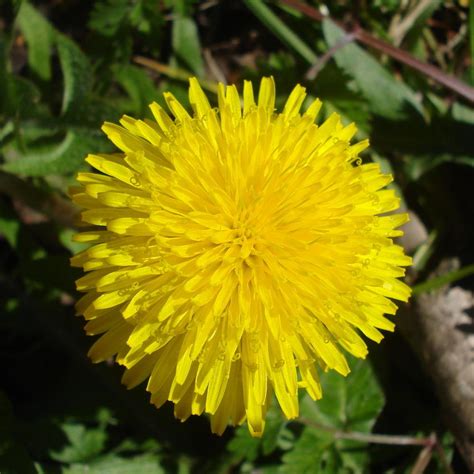 Dandelion Taraxacum Officinale