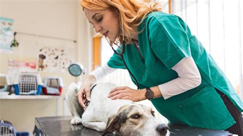 Your Guide to Online Vet Tech Programs Across the US and Canada - Weave