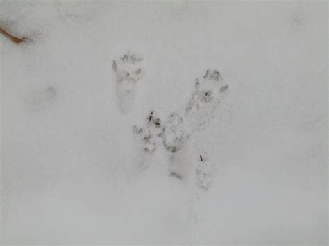 Garden Visitors — Wandering Whimsy