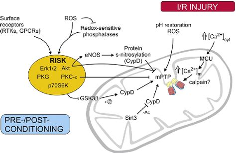 Figure 1 From The Mitochondrial Permeability Transition Pore In Ad 2016