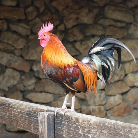 Rooster On A Fence Stock Image Image Of Colorful Male 57419921