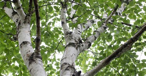 Paper Birch Betula Papyrifera