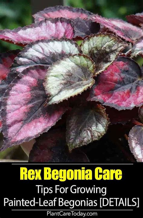 Rex Begonia Care Tips For Growing Painted Leaf Begonias