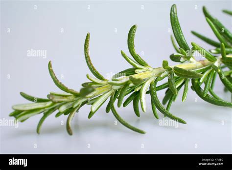 Sprig Of Rosemary Isolated Stock Photo Alamy