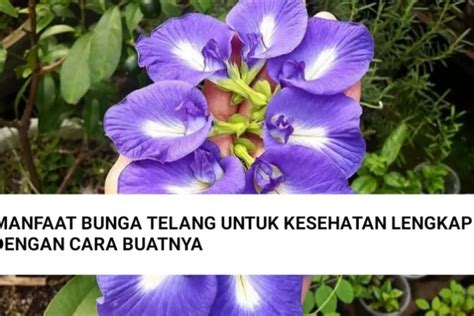 Manfaat Bunga Telang Untuk Kesehatan Lengkap Dengan Cara Buatnya Cek