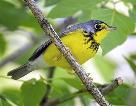 Jocelyn Anderson Photography On Twitter One Of The Lovely Warblers