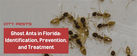 Ghost Ants in Florida: Identification, Prevention, and Treatment