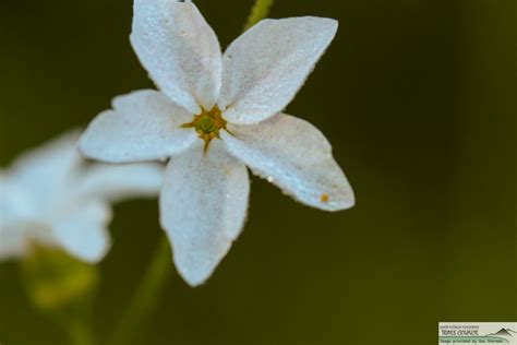 Plant Of The Month Woodland Star