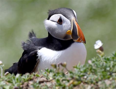 Lots Of Naked Puffins Photos Motherless Porn Pics