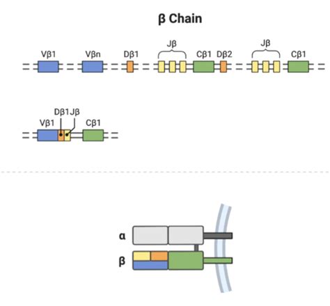 T Cell Maturation And Activation Flashcards Quizlet