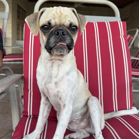 Community flocks to the animal shelter billings mt for adoption 23