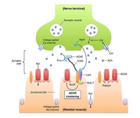 Myasthenia Gravis Samir P Macwan Md