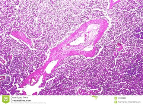 [最も好ましい] arterioles 551319-Arterioles characteristics - Ninkinoshashinpqsh