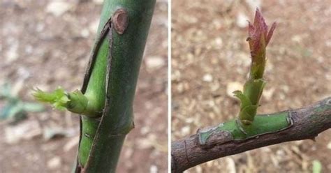 Compartilhar Imagem Como Fazer Enxerto De Rosa Do Deserto Fita