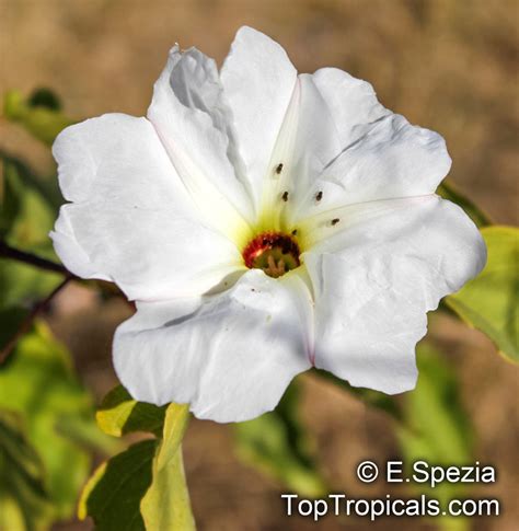 Ipomoea Arborescens Tree Morning Glory Nahuatl Ozote Palo Blanco