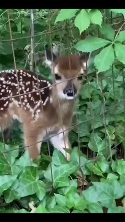 😱cute Fawn Voice Baby Deer Sound Fawn Serching For Mother Shorts