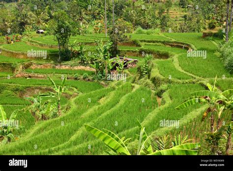 Jatiluwih rice terrace, Bali, Indonesia, Asia Stock Photo - Alamy