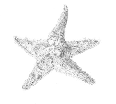 Starfish Pencil Drawing At Explore Collection Of