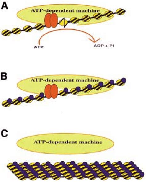 Regulation Of Atp Dependent Chromatin Remodeling A Recruitment Of