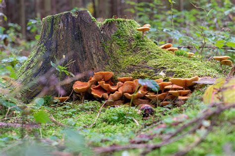 Forêt Souche D Arbre Champignons Photo gratuite sur Pixabay Pixabay