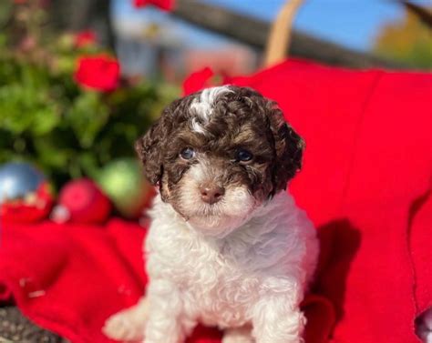 Jess Darling Poodles Poodle Puppies For Sale In Clinton Md Akc