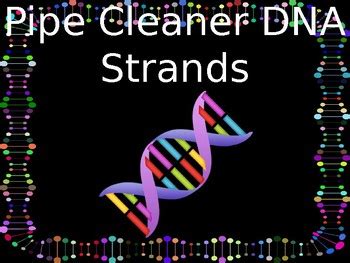 Pipe Cleaner DNA Strands by Kellie Pennino | TPT