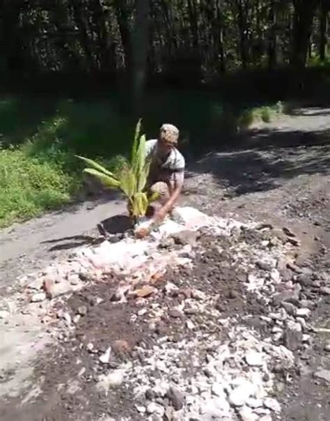 Kesal Jalan Tak Kunjung Diperbaiki Warga Tanami Pohon Pisang