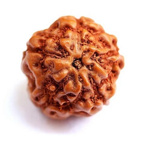 Mukhi Indonesian Rudraksha Beads At Rs Piece