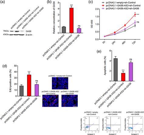 Increased Expression Of Long Noncoding RNA GAS6AS2 Promotes