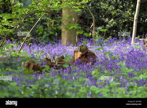 Bluebell Woods And Surrounding Areas At Gusted Hall Wood In Hockley