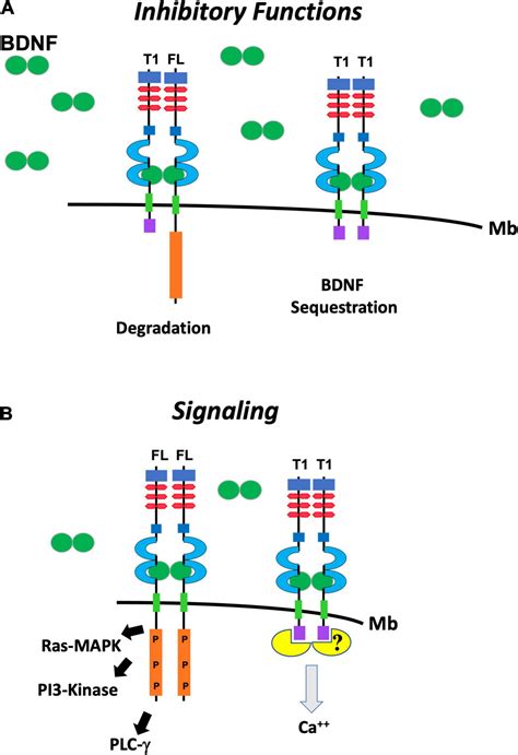 Frontiers Trkb Truncated Isoform Receptors As Transducers And