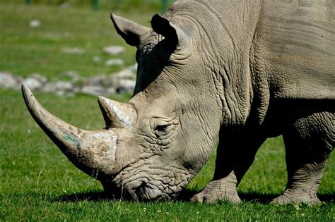 The Endangered Rhino Threats And Conservation Owlcation