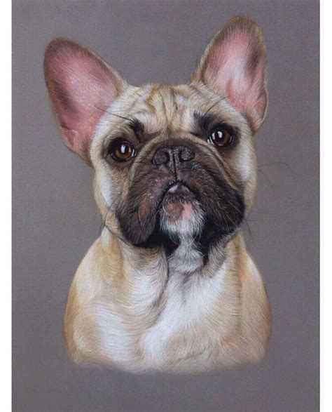 Realistic French Bulldog Drawing